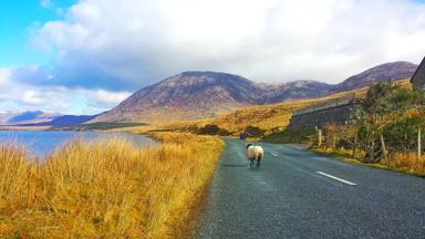 ierland-galway-connemara-schaap_op_weg.jpg