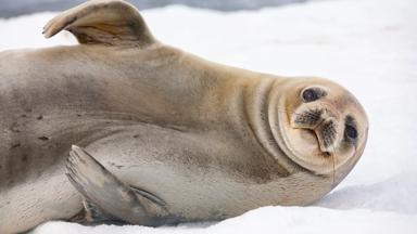 antarctica_half-moon-island_dier_zeehond_shutterstock-1555452812