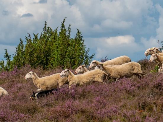 Schapen op de Lemelerberg