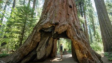 verenigde-staten_californie_yosemite_sequoia-boom_tunnel_reiziger_2_b