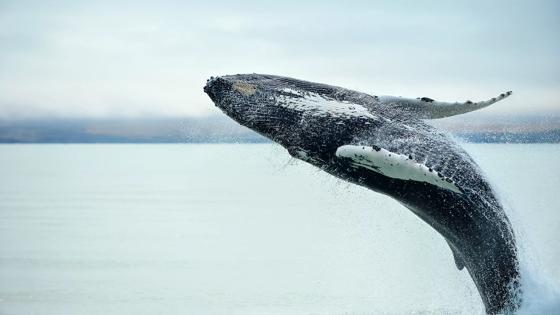 ijsland_husavik_walvis_b