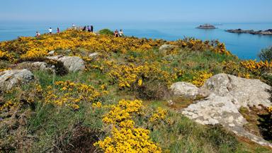 wandelrondreis_frankrijk_bretagne_s-cape_pointe_du_grouin_bloemen_crt_bretagne