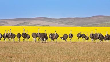 zuid-afrika_struisvogelboerderij_panorama_shutterstock_brochure2020