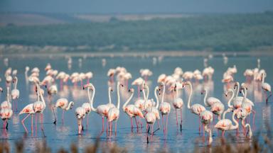 spanje_andalusie_fuenta-de-piedra_meer_lagoon_flamingo_groep_getty