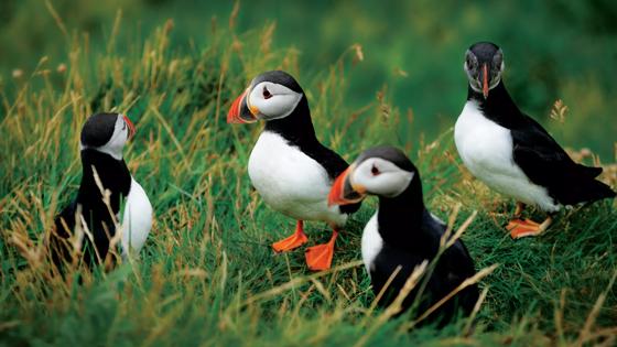 Cruise Groenland Shetland Eilanden Holland America Line 1