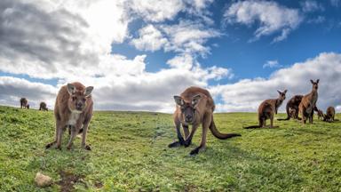 australie_zuid-australie_kangaroo-island_kangoeroe