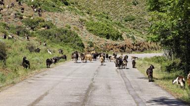 frankrijk_corsica_belgodere_weg_geiten_shutterstock