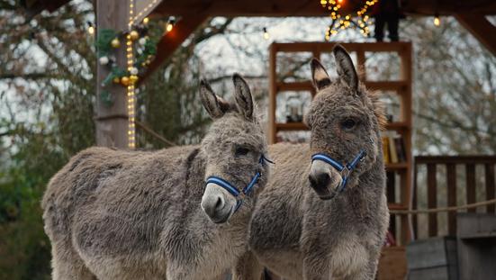 Vakantiepark Dierenbos