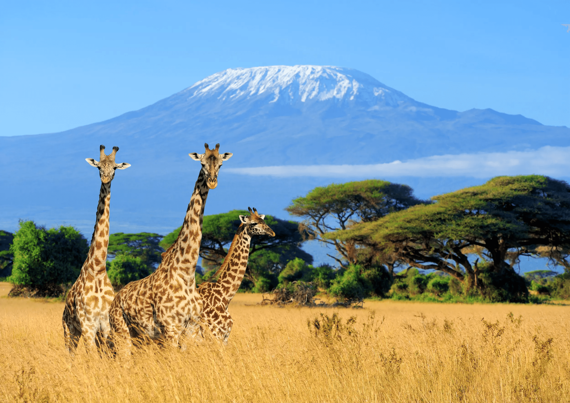 12-daagse privérondreis Out of Africa - Kenia