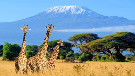 kenia_masai-mara_kilimanjaro_giraffe_safari_natuur_dieren_uitzicht_savanne_shutterstock