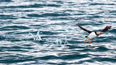 IJsland, Canon 5D Mark III Papegaaiduiker Puffins