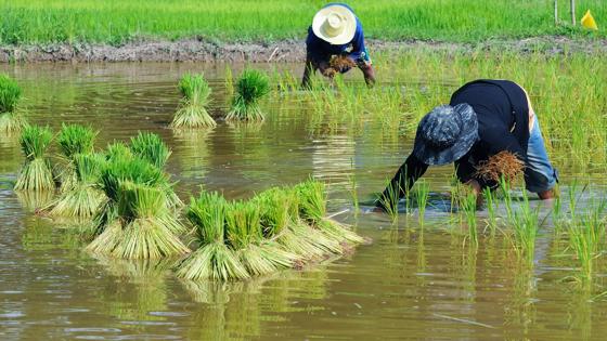 thailand_algemeen_rijstveld_rijst-planten_boeren_platteland_b.jpg