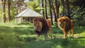 nederland_noord-brabant_hilvarenbeek_safari_resort_beekse_bergen_savanne_lodge (18)