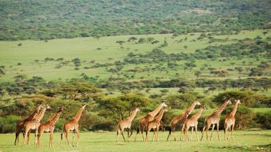 tanzania_serengeti_giraf_kudde_uitzicht_groen_b.jpg