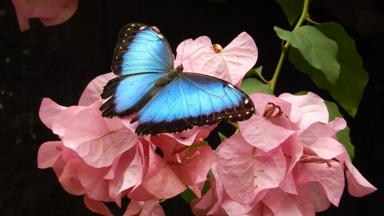 colombia_algemeen_botanische-tuin_vlindertuin_vlinder_w