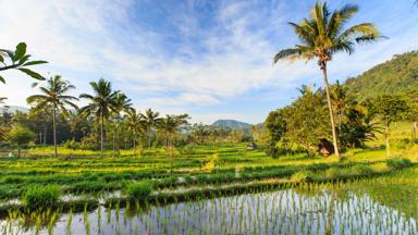 Indonesia, Bali, Sidemen, Rice Fields and Gunung Agung Volcano