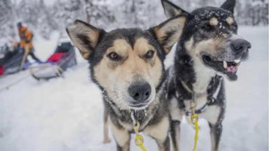 Midden-Zweden-Yttermalung-winterbeeld-husky-h