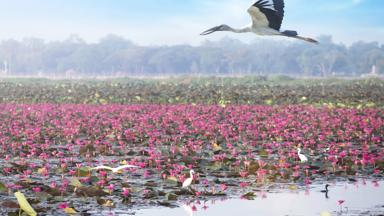 thailand-nakhon-sawan-provincie_bueng-boraphet_kraanvogel_openbill_lotusbloem_shutterstock_370366145