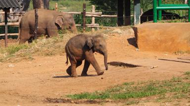 sri lanka_uda walawe national park_elephant transit home_olifant_baby_f