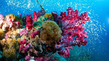 australie_queensland_great-barrier-reef_koraal_roze_getty