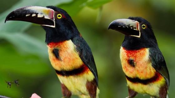belize_algemeen_dier_toekan_vogel_b
