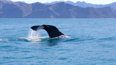 noorwegen_nordland_vesteralen_walvis_zee_shutterstock_288367208