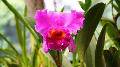 sri lanka_kandy_peradeniya botanische tuin_orchidee_f