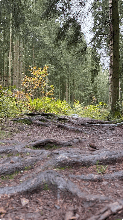 Bos bij Lammersdorf