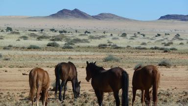 namibie_aus_wilde-paarden_f