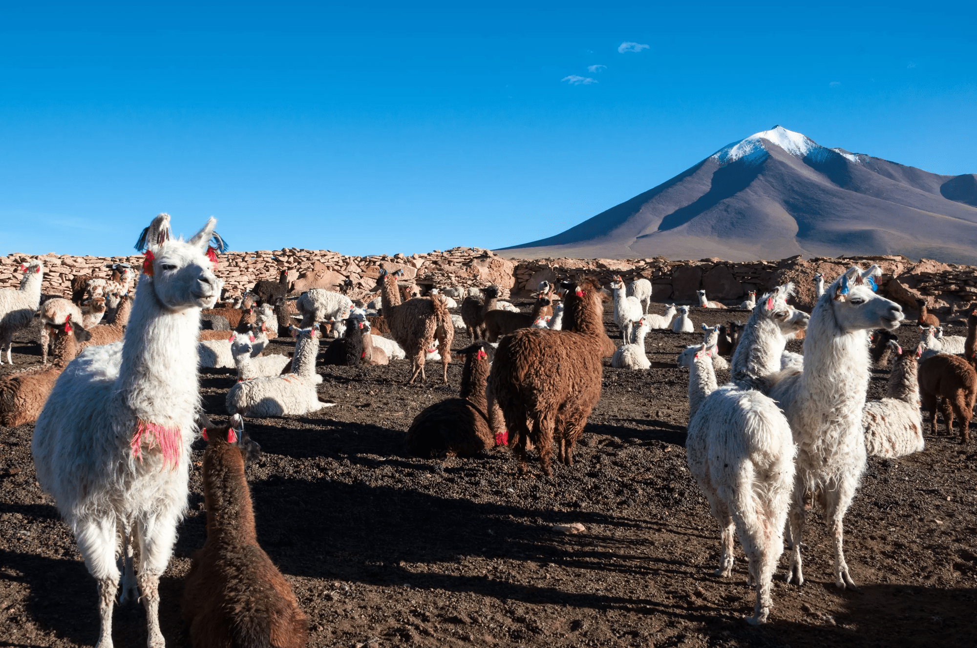 17-daagse single groepsrondreis Enerverend Ecuador
