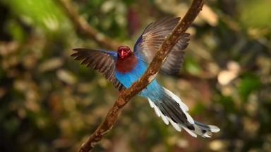 sri lanka_sinharaja-national-park_vogel_shutterstock_b