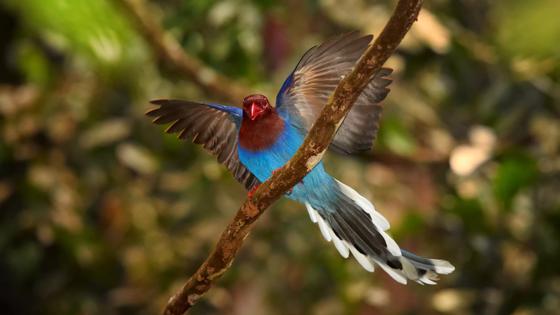 sri lanka_sinharaja-national-park_vogel_shutterstock_b