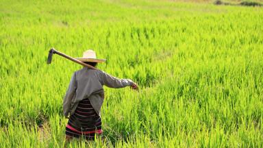 thailand_chiang-mai_vrouw-in-rijstveld_b.jpg