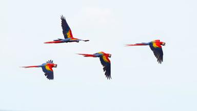 costa-rica_dier_vogel_papegaai_5_b