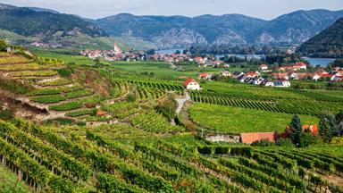 oostenrijk_neder-oostenrijk_spitz_wachau_donau_wijngaard_vallei_GettyImages-985087674