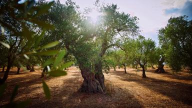 italie_puglia_algemeen_olijfboom_zon_olijfgaard_getty