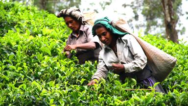 sri lanka_nuwara eliya_theeplantage_f