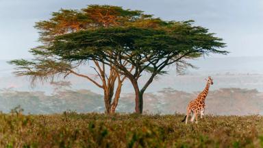 zuid-afrika_mpumalanga_kruger-nationaal-park_giraffe_b