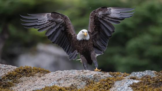 cruise_alaska_denali_adelaar_copyright-hal