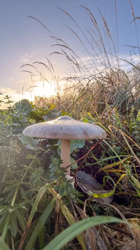 paddestoel in de Biesbosch