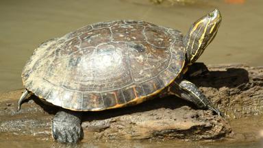 costa-rica_algemeen_black-river-turtle_rivierschildpad_f.jpg