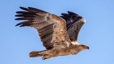 namibie_etosha_roofvogel_w.jpg