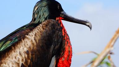 ecuador_galapagos-eilanden_fregatvogel_vogel_dier_snavel_w