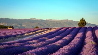 frankrijk_provence_valensole_lavendel_veld_uitzicht_paars_heuvel_getty