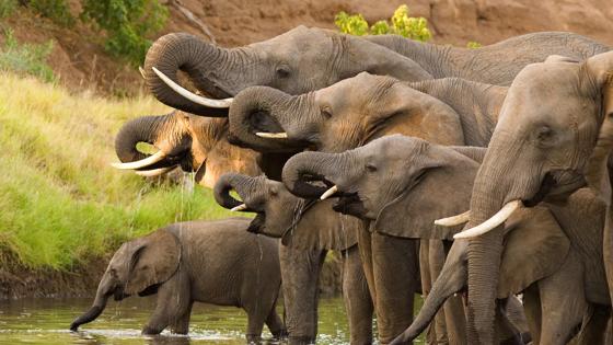 botswana_olifant_b(1)