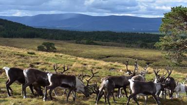 schotland_highlands_cairngorms_national-park_rendieren_heuvels_geweiGettyImages-1179362928