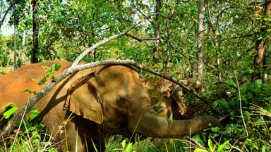 thailand_chiang-rai_elephant-valley-olifant_7_a