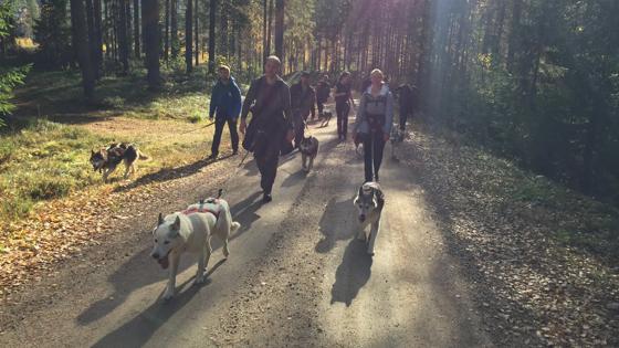 zweden_midden-zweden_malng_yttermalungs-camping_wandeling-met-husky1