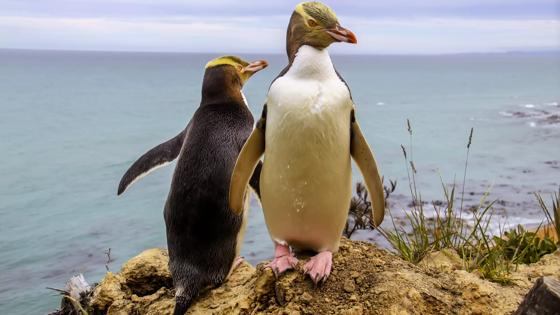 nieuw-zeeland_dunedin_otago_yellow-eyed-pinguin_b