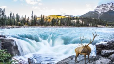 canada_alberta_jasper-national-park_waterval_hert_gewei_b